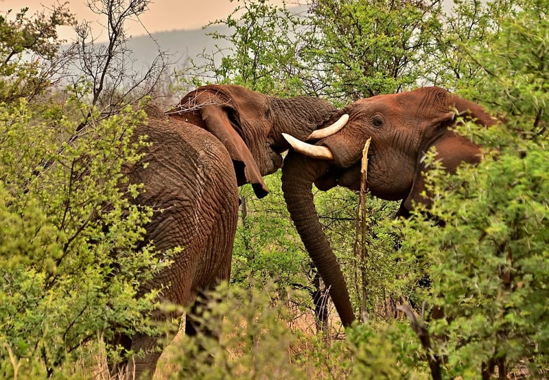 Wildlife safaris