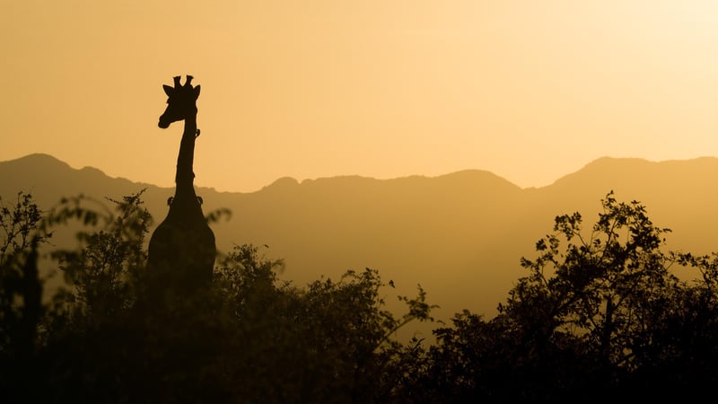 African Safari